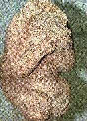 simio de Castromao